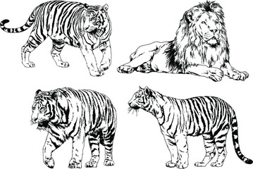 vector drawings sketches different predator , tigers lions cheetahs and leopards are drawn in ink by hand , objects with no background