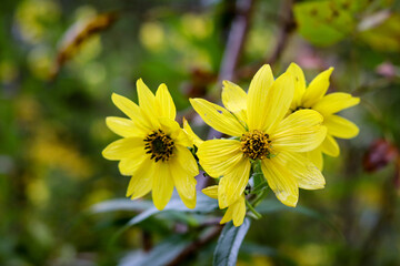 Yellow fall flowers