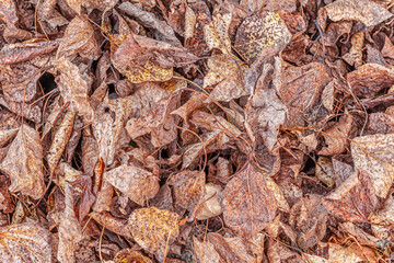 floral background of an autumn leaves on a lawn close up