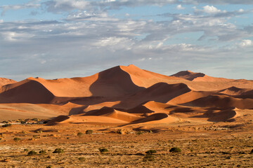 Naklejka na ściany i meble Red sanddunes of the Sossusvlei area in the Namib-Naukluft National Pak in Namibia