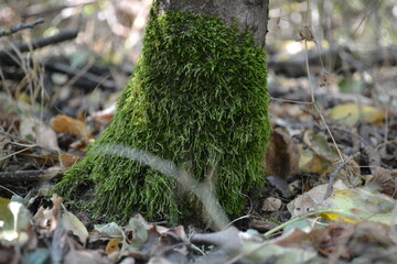 green moss on tree
