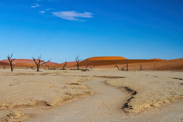 Dead trees with a beautiful cloudy sky in Dead Vlei in Sossusvlei, part of the Namib-Naukluft National Park  - Namibia