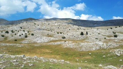 Rocks and small trees on mountain