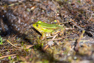 Frosch
