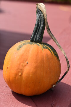 Small Pumpkin