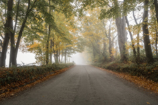 Empty tree lined country road on a foggy autumn morning