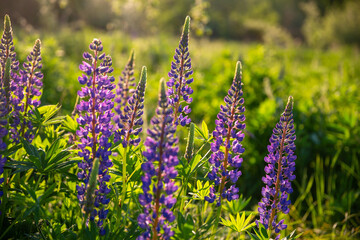 Wild wachsende lila Lupinen lupinus