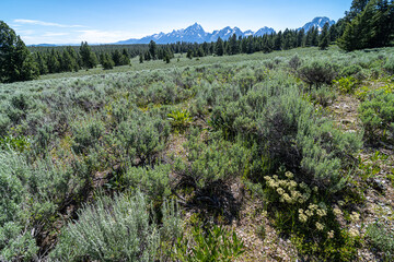 Sage Bushes in the Teton Range, Teton National Park