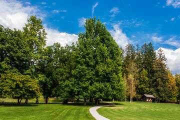 Fototapeta premium park in spring