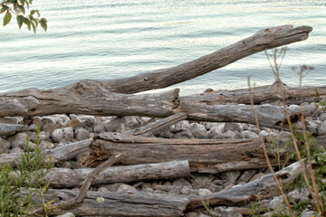Fototapeta na wymiar Lake Shore with Deadwood and Stones