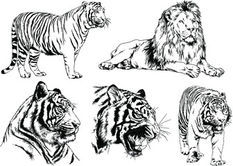 vector drawings sketches different predator , tigers lions cheetahs and leopards are drawn in ink by hand , objects with no background