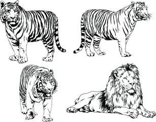 vector drawings sketches different predator , tigers lions cheetahs and leopards are drawn in ink by hand , objects with no background