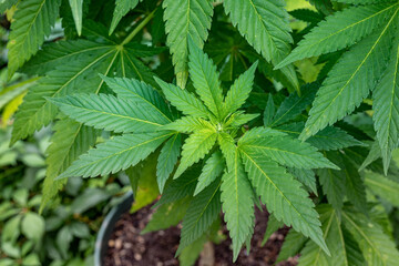 leaves of green cannabis plant in the garden