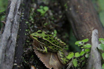 frog in a log