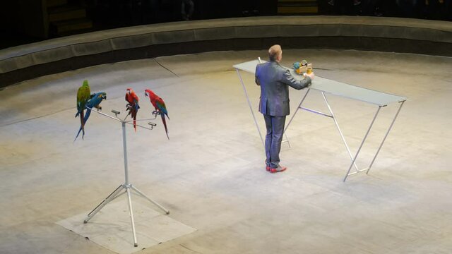 Performance of a perrot trainer in a circus