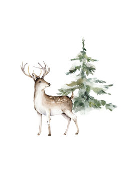 Hand drawn watercolor deer illustration with tree, isolation objects on white background Forest wildlife animal