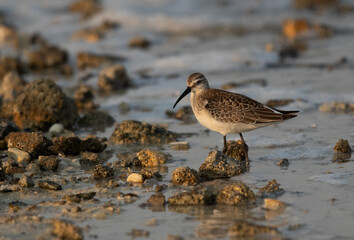 A portrait of a Curlew Sandpiperat Busaiteen coast of Bahrain
