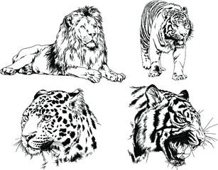 vector drawings sketches different predator , tigers lions cheetahs and leopards are drawn in ink by hand , objects with no background