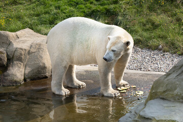 white polar bear in a zoo
