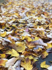 fallen autumn leaves