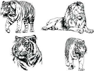 vector drawings sketches different predator , tigers lions cheetahs and leopards are drawn in ink by hand , objects with no background