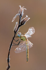 The dragonfly in the dew in the early morning dries its wings in the meadow