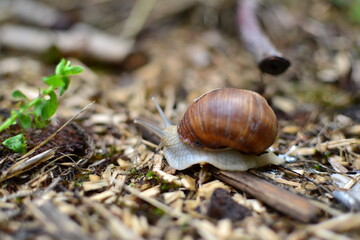 snail on a tree