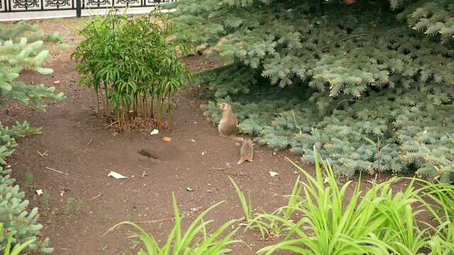 In the city square, young ground squirrels crawled out of the hole in search of food. Rodents in the park. Little hungry gophers