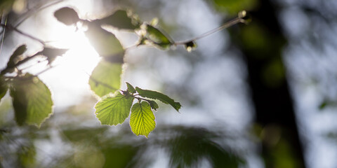 Close-up of backlight leaves on an awakening hazelnut tree in spring with soft colors and blurry background