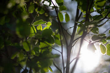Close-up of backlight leaves on an awakening hazelnut tree in spring with soft colors and blurry background