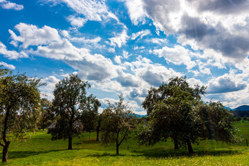 Obraz premium trees and clouds