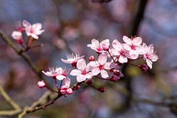 Detail of pink tree blossoms with blurry colorful background