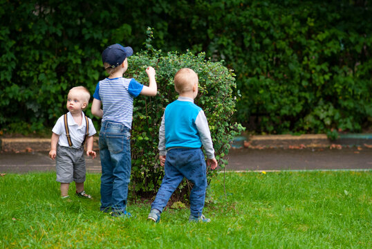 The boys stand near a bush with berries and examine it