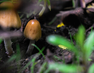 mushrooms in the woods