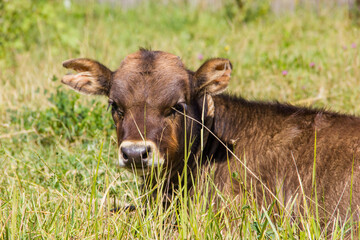 Fototapeta premium one brown young cow calf closeup laying down on pasture green grass