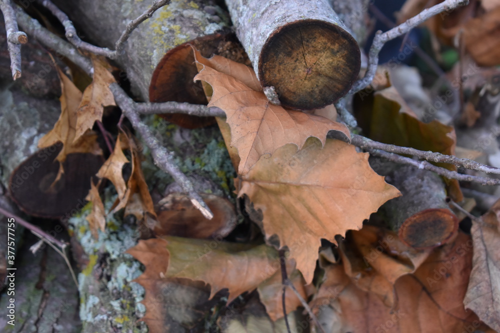 Canvas Prints autumn woodpile