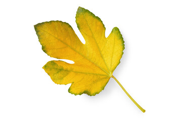 One yellow leaf of fig tree isolated on white background
