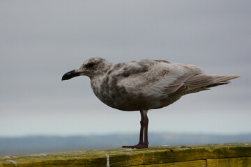 seagull on the beach