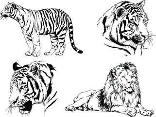 vector drawings sketches different predator , tigers lions cheetahs and leopards are drawn in ink by hand , objects with no background