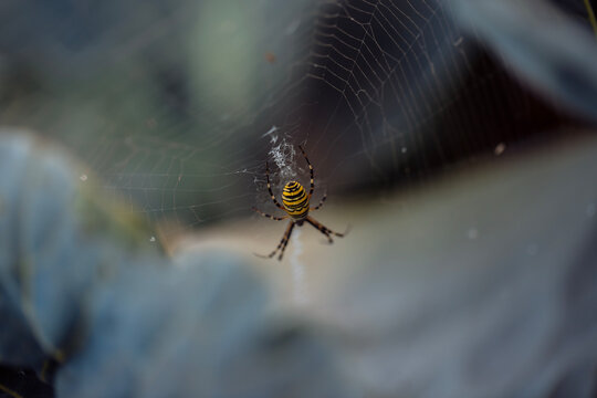 Large striped yellow and black spider on its web