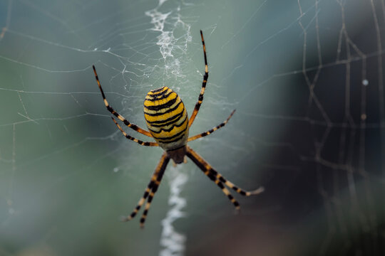 Large striped yellow and black spider on its web