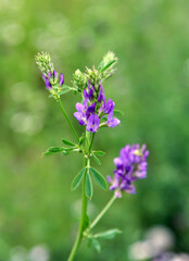The field is blooming alfalfa