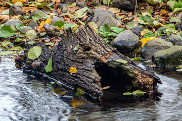 Fototapeta na wymiar A hollow tree trunk lies in an autumn creek. A rocky shore of river with fallen leaves.