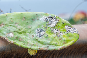 Tunera con tunos canarios o higos chumbos y cochinilla.
