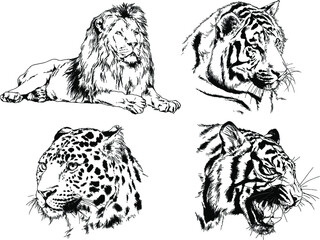 vector drawings sketches different predator , tigers lions cheetahs and leopards are drawn in ink by hand , objects with no background