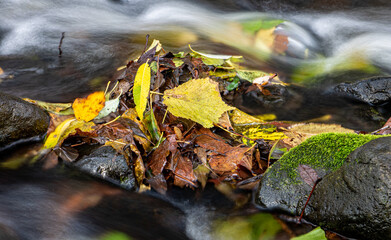 Obraz premium Water flows quickly around the stone with fallen leaves in the creek. A water cascade in autumn river.