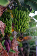 Plátanos de canarias| Canary Islands bananas