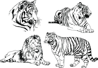 vector drawings sketches different predator , tigers lions cheetahs and leopards are drawn in ink by hand , objects with no background