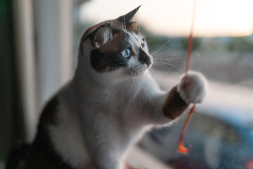 Gato blanco y negro con ojos azules sentado en una hamaca junto a la ventana juega con una hebra de...
