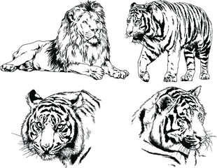 vector drawings sketches different predator , tigers lions cheetahs and leopards are drawn in ink by hand , objects with no background